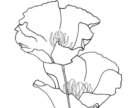 Easy Sketch Art Of Flowers Bouquet, Floral Line Art Hand Drawn 20D California Poppy Drawing, Flower Tats, Poppy Coloring Page, Poppy Wall Art, Poppy Drawing, California Poppies, Flower Line Drawings, Flower Art Drawing, Diy Yarn