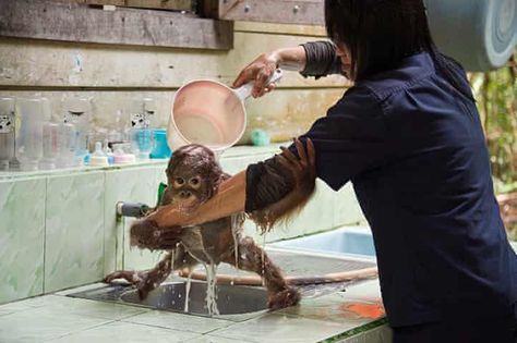 Orangutan orphans: The one-year old gets a wash Bath Pictures, Taking Bath, Baby Orangutan, Monkey Pictures, Great Ape, A Monkey, Monkeys Funny, Cute Monkey, Funny Posters