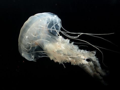 Atlantic Sea Nettle Jellyfish, Atlantic Sea Nettle, Jellyfish Icon, Dark Angelcore, Nettle Jellyfish, White Jellyfish, Sea Jellies, Princess Jellyfish, Deep Sea Diving