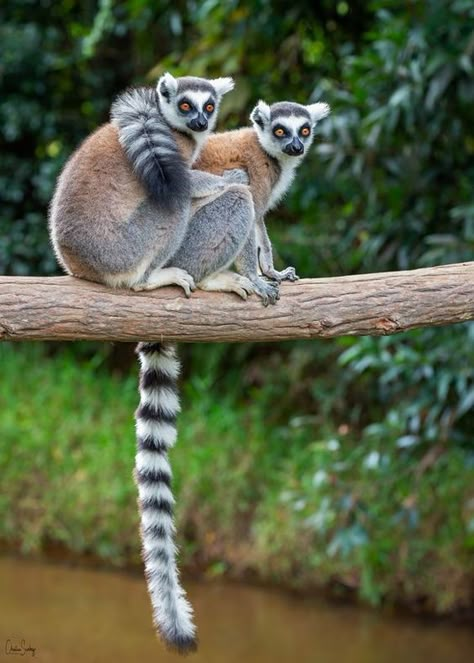 Madagascar Animals, Lemur Art, Ring Tailed Lemur, Slow Loris, Different Types Of Animals, Types Of Animals, Endangered Animals, Exotic Animals, Animal References