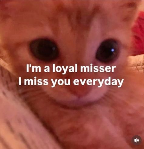 Miss You Funny Humor, I Miss You Cat, I Miss You Reaction Pic, Miss You Meme, I Miss You Memes, Whisper Drawing, I Miss You Everyday, Miss Americana, Morning Memes