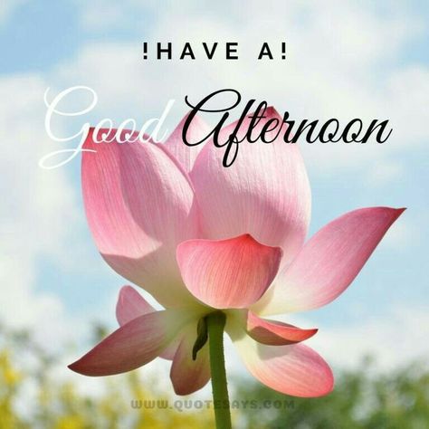 Have A Good Afternoon, Afternoon Greetings, Good Afternoon Images, Afternoon Images, Greeting Words, Home Images, Good Afternoon Quotes, Quotes Good Morning, Afternoon Quotes