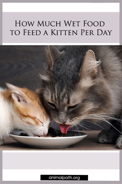 Feeding Kittens, Nurse Cat, Homemade Cat Food, Cat Vet, Best Cat Food, Cat Nutrition, Kitten Food, Kitten Care, Cat Drinking