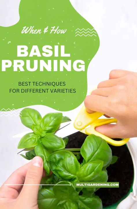 This is a complete guide on when and how to prune basil plants to promote health and productivity. Basil, with its fragrant leaves and versatile culinary uses, is a beloved herb among gardeners and food enthusiasts. When and How To Prune Basil Plants To ensure robust growth and a bountiful harvest, it is essential to... Trimming Basil Plants Tips, Pruning Basil Plants Video, Trim Basil Plant, Pruning Basil Plants, How To Trim Basil Plant, How To Prune Basil Plant, How To Trim Basil, How To Prune Basil, Prune Basil