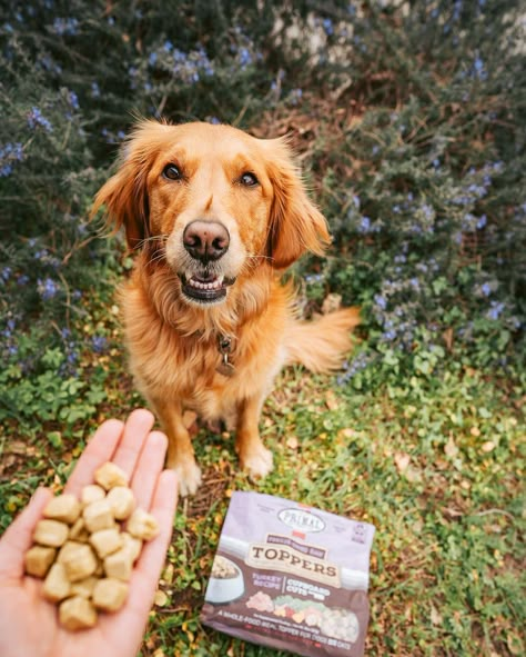 Dog Treats Photoshoot, Dog Treat Photoshoot, Dog Treat Photography, Dog Food Photography, Outdoor Branding, Dog Medicine, Animal Photoshoot, Dog Model, Dog Food Brands