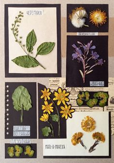 Plant Scrapbook Ideas, Herbarium Book Ideas, Herbarium Ideas, Herbarium Aesthetic, Botanical Sketchbook, Teacher Aesthetic, Bond Paper Design, Pressed Flower Crafts, Plant Journal