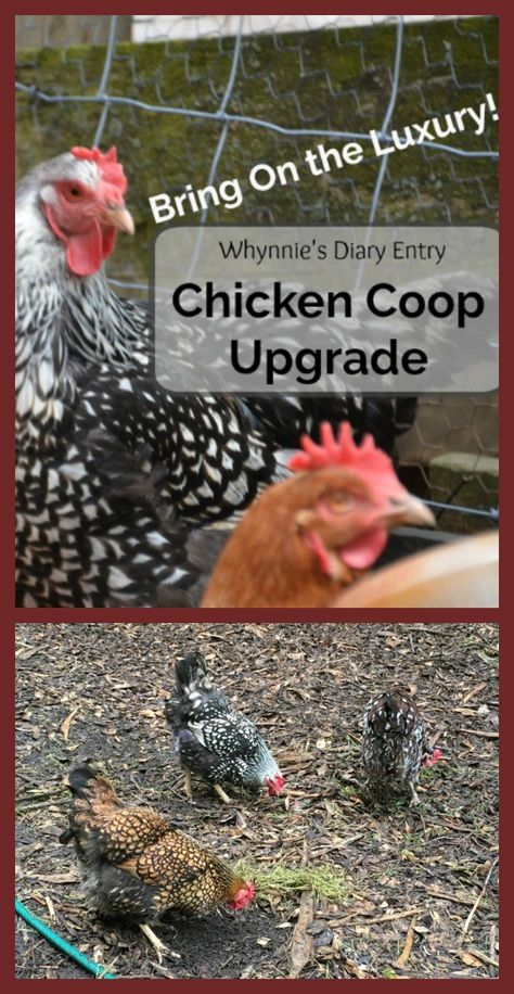 chicken coop upgrade Chickens Breeds, Homestead Livestock, Chicken Coop Blueprints, Feeding Chickens, Wyandotte Chicken, Urban Chicken Farming, Homestead Animals, Chicken Roost, Modern Homesteading