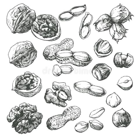 Nut set. Great collection of highly detailed hand drawn nuts isolated on white b , #Aff, #collection, #highly, #detailed, #Nut, #set #ad Nut Tattoo, Horse Markings, Graffiti Lettering Fonts, Digital Painting Techniques, Art Photography Portrait, Red Ink Tattoos, Simple Line Drawings, Photoshop Painting, Vector Sketch