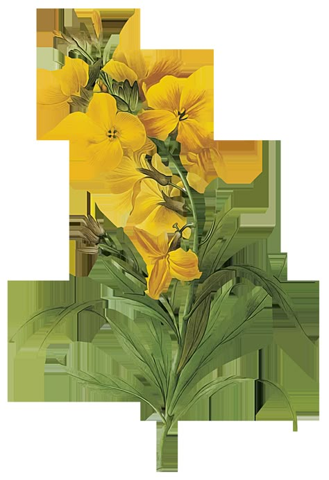 Alphabet Flowers, Love Alphabet, Yellow Lilies, Gardener Gifts, Decorative Alphabet, Painting Flowers Tutorial, Kitchen Country, Botanical Flower Art, Botanical Illustration Vintage