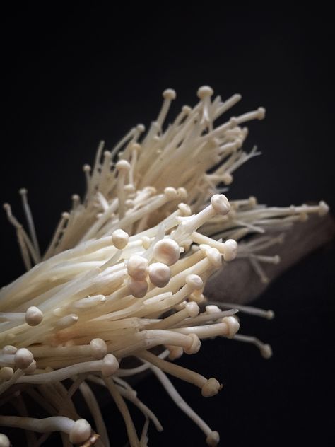 Enoki Mushrooms, Mushroom Varieties, Healing Foods, Edible Mushrooms, Good Source Of Fiber, Korean Japanese, Mushroom Fungi, Healing Food, Stir Fries