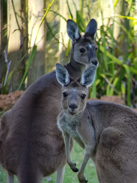 Chittering Western Australia Australian Fauna, Australia Animals, Australian Wildlife, Animals Of The World, Western Australia, Kangaroo, Australia, Animals, Quick Saves