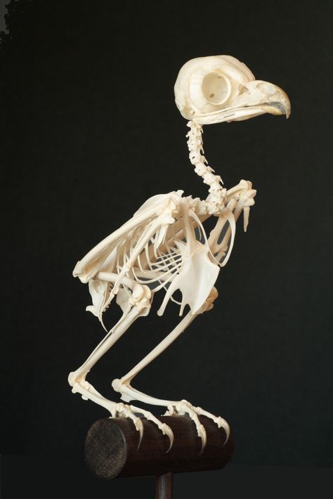 Humpback Whale Skeleton, Skeleton Project, Crow Skeleton, Owl Skeleton, Creature Anatomy, Bird Skeleton, Bird Bones, Animal Skeleton, Anatomy Bones