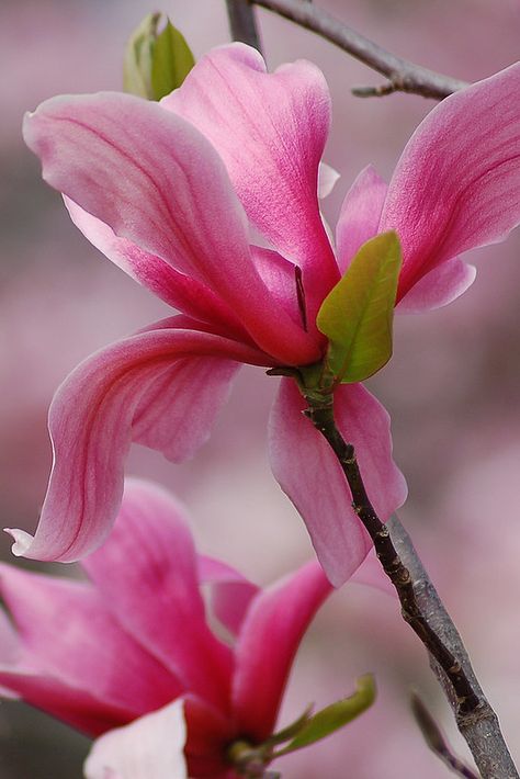 Magnolias | From my annual pilgrimage to the National Arbore… | Flickr Saucer Magnolia, Tulip Magnolia, Watercolor Flowers Tutorial, Mug Shot, Flower Painting Canvas, Magnolia Blossom, Beautiful Art Paintings, Plant Photography, Watercolor Flower Art