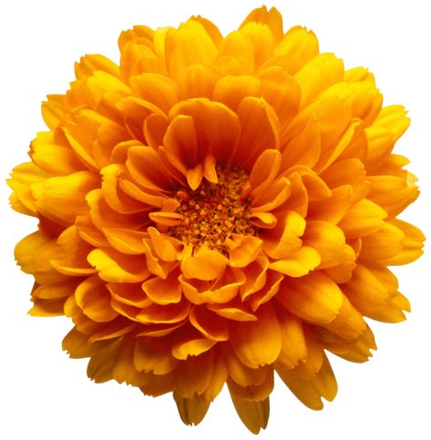 Orange Chrysanthemum, Dahlia Flower Garden, Flower Transparent, Yellow Daisy Flower, Gerbera Flower, Orange Sunflowers, Daisy Art, Transparent Flowers, Marigold Flower