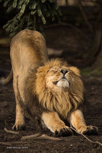 Whew. Was able to fall back into a peaceful sleep. Can’t believe I slept till 10:30. Thankful. If you prayed for me, I’m thankful to you too. Lion Kings, Animal Anime, Tattoo Lion, Cat Stretching, Chester Zoo, Lions Photos, King Lion, Lion Love, Tiger Illustration