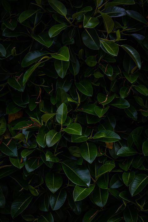 green leafed plant #leaves #plant #green #dark #branches #5K #wallpaper #hdwallpaper #desktop Nechar Photos, Leaves Wallpaper Iphone, Green Leaf Wallpaper, Dark Green Wallpaper, Green Leaf Background, Dark Green Aesthetic, Leaf Images, Plant Wallpaper, Room With Plants