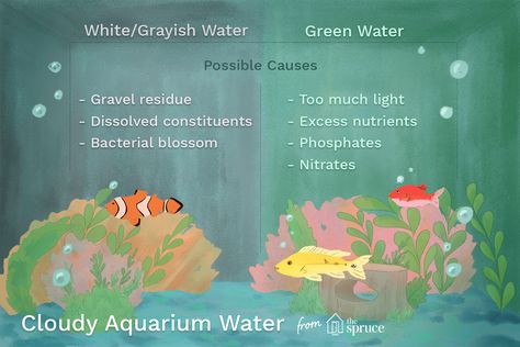 What causes cloudy aquarium water, and how do you clear it up? Tank Terrarium, Saltwater Aquarium Fish, Aquarium Maintenance, Fresh Water Fish Tank, Easy Pets, Aquarium Setup, Pet Enclosure, Aquarium Water, Pet Turtle