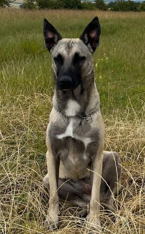 Ridgeway Race to the Stones - 8 July 2023 Belgian Malinois