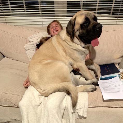 HE STILL CONSIDERS HIMSELF to BE ‘JUST a LAP DOG’! 11 MONTHS OLD … AND STILL GROWING STRONG ... BOTH of THEM (HIS BROTHER couldn't FIT in THE PICTURE ... OR on MY DAUGHTER's LAP)! Growing Strong, Practice Drawing, English Mastiff, Lap Dogs, All About Dogs, Dogs Cute, Cane Corso, About Dogs, Big Dogs