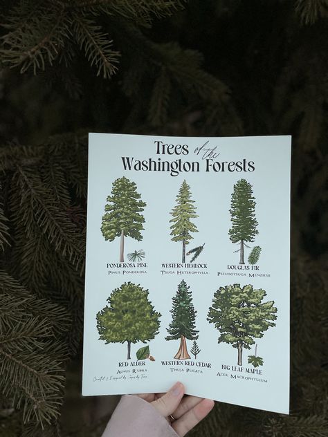 A few of the trees that are scattered around this beautiful state. These posters will be launching soon! #washington #PNW #trees #Pnwtrees #art #digitalart #aesthetic #signs #homedecor #nature Washington State Aesthetic, Pnw Decor, Pnw Trees, Northwest Interior Design, Aesthetic Signs, Pnw Aesthetic, Digitalart Aesthetic, Washington Art, State Decor