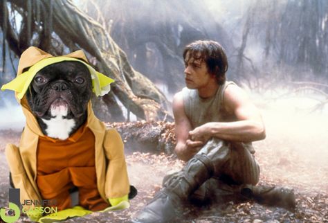 Happy Star Wars Premiere! Pierre the French Bulldog Dressed as All of the Star Wars Characters {You’re Welcome} Jedi Grand Master, Yoda Quotes, Frank Oz, Jedi Training, Sabre Laser, Star Wars Character, Master Yoda, Dark Vador, Jedi Master