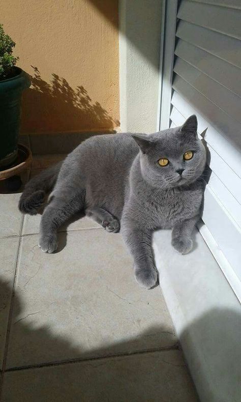 Dream's Cat, Cute Kawaii Animals, British Shorthair Cats, Gorgeous Cats, Man Down, Caught On Camera, Cute Animals Images, British Shorthair