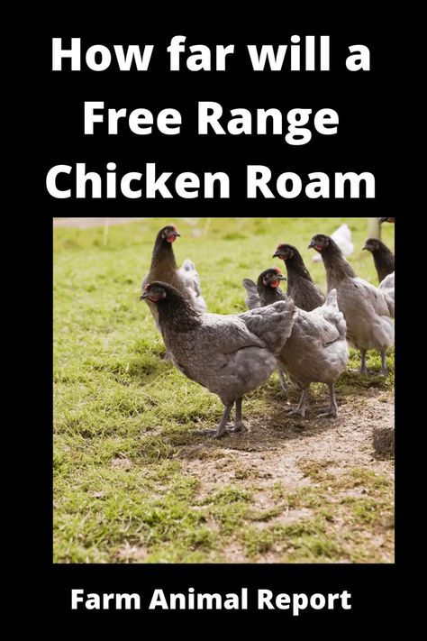 7 Proven Tips: How Far Will Free Range Chickens Roam **2024** 2 How To Free Range Chickens, Training Chickens, Ancient One, Free Range Chicken, Animal Report, Chicken Mom, Keeping Chickens, Free Range Chickens, Canned Chicken