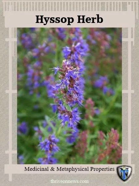 Herb Meanings, Hyssop Essential Oil, Herb Kitchen, Herbs Medicinal, The Green Witch, Spiritual Bath, How To Calm Nerves, Healing Garden, Bath Recipes