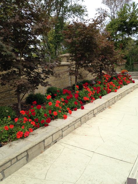 Geranium bed Geranium Landscape Ideas, Geranium Landscaping, Geraniums Garden, Ivy Geraniums, Geraniums Red, Landscape Borders, Walkway Landscaping, Geranium Flower, Red Geraniums