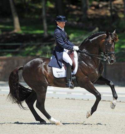 Canter Pirouette Dressage Pirouette, Horse Dance, Equestrian Dressage, Gorgeous Horses, Horse Dressage, English Riding, Dressage Horses, Viva La Vida, Saddle Pad