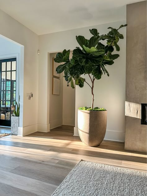 FLOWORLD Fiddle Leaf Fig Tree 6ft … curated on LTK Large Fiddle Leaf Tree Living Room, Crane Stencil, Indoor Fig Trees, Indoor Plants Bedroom, Fiddle Fig Tree, Fiddle Tree, Weathered Concrete, Decorate Ideas, Fiddle Leaf Tree