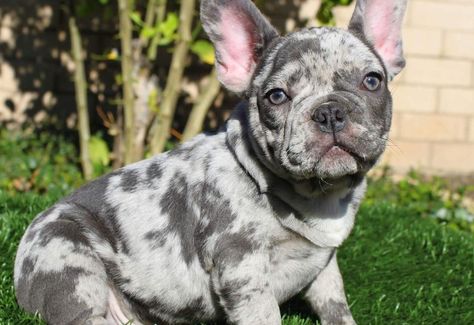 Merle French Bulldog: The unusual Frenchie (With Pictures) Frenchie Merle, Merle Bulldog, French Bulldog Breeders, Merle French Bulldog, French Bulldog Breed, Bulldog Breeds, Unique Looks, Three Primary Colors, Blue Merle