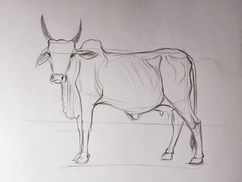 How to draw animal Cow Anatomy Drawing, Cow Sketch Drawings, Pencil Art Love, Cow Sketch, Animals Sketch, Animal Line Drawings, Historical Sculptures, Pencil Sketches Easy, Cow Drawing