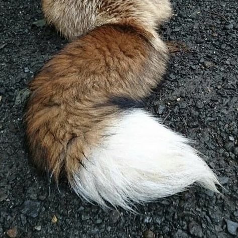 Tail Aesthetic, Wet Specimen, Animal Tails, Mask Painting, Ancient Magus Bride, The Ancient Magus Bride, Vulture Culture, Cat Mask, Cute Fox