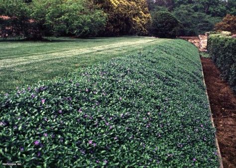 17 Best ideas about Periwinkle Ground Cover on Pinterest | Ground ... Periwinkle Ground Cover, Vinca Minor, Landscaping On A Hill, Sloped Yard, Hgtv Garden, Sloped Backyard, Hillside Landscaping, Farmhouse Landscaping, Ground Cover Plants