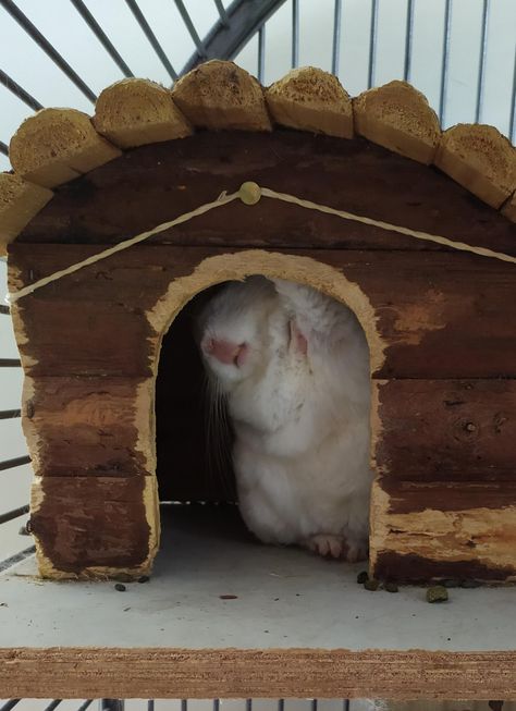 He was sleeping like this #chinchilla #chinchillas #rodent #pet Cute Pics, Chinchillas, Behavior Problems, Pet Cage, Silver Surfer, Popular Colors, Rodents, Toy Boxes, Pet Store