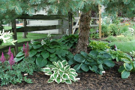 Hostas under pine tree. Garden Ideas Under Trees, Pine Garden, Plants Under Trees, Landscaping Around Trees, Landscaping Trees, Hosta Gardens, Front Landscaping, Cedar Trees, Shade Plants