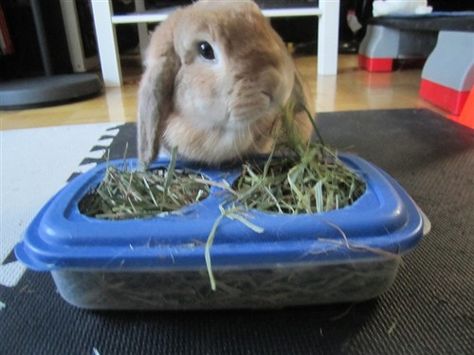 cheap clean hay feeder - BinkyBunny.com - House Rabbit Information Forum - BinkyBunny.com - BINKYBUNNY FORUMS - DIET & CARE Diy Bunny Feeder, Diy Bunny Hay Feeder, Diy Rabbit Hay Feeder, Diy Hay Feeder Rabbit, Rabbit Hay Feeder Diy, Diy Rabbit Feeder, Rabbit Diy Ideas, Hay Feeder For Rabbits, Bunny Hay Feeder