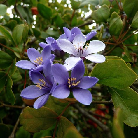 Rare Guaifenisen Lignum Vitae Guaiacum Officinale Jamaica Flower, Lignum Vitae, Tropical Flower Plants, Seed Kit, Rare Seeds, National Flower, Blossom Garden, Heirloom Vegetables, Tropical Tree