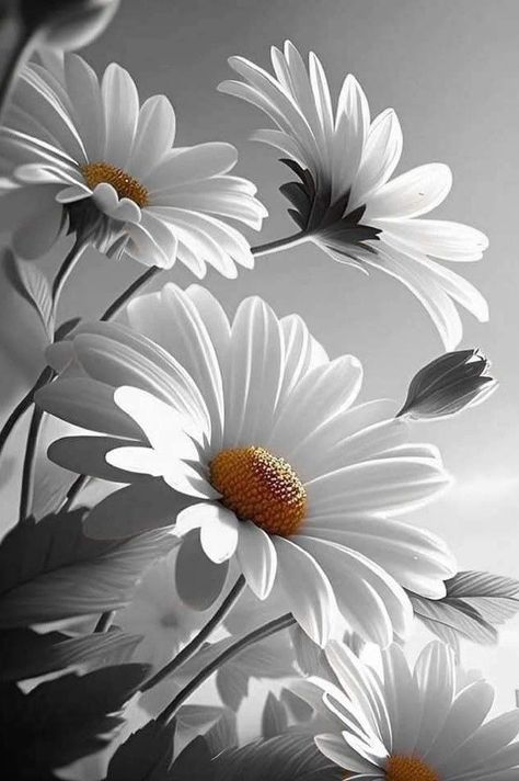 Favorite Flowers, Flower Photos, Screen Savers, Creative Art, Projects To Try, Daisy, Screen, Tattoos, Flowers