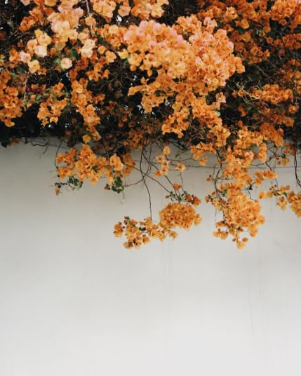 Orange bougainvillea // instagram photography ideas inspiration Tumblr hipsters floral aesthetics Fleur Orange, Have Inspiration, Foto Tips, Orange Aesthetic, Bougainvillea, Orange Flowers, Plant Life, Love Flowers, Abba