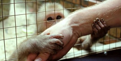 petition: At This Animal Experimentation Lab, Monkeys and Pigs Are Tormented Until They Die Animal Experimentation, Lab Photography, Animal Experiments, Animal Experiences, The Better Man Project, Curious Creatures, Animal Protection, Animal Sanctuary, All About Animals