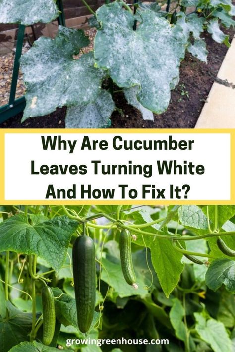 One of the most common conditions that home gardeners have to contend with when growing cucumbers are white leaves on the vines. Are your cucumber leaves turning white? No worries, there is a simple cause and in this blog post I offer an easy solution to fix it! #cucumberplantleavesturningwhite #cucumberplantproblems #whiteleaves Garden Canning, Cucumber Gardening, Cabbage Plant, Garden Problems, How To Grow Vegetables, Back To Eden, Shade Garden Plants, Cucumber Plant, Everything Green