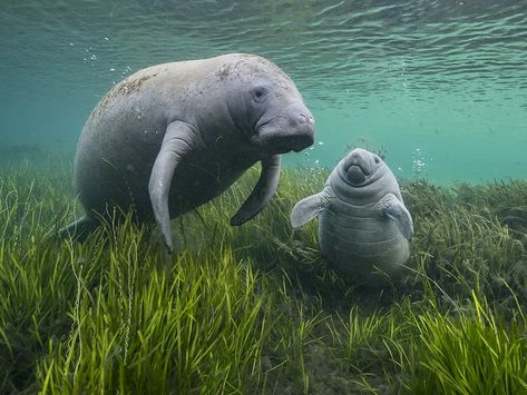 Manatee Art, Sea Cow, Wildlife Photographer, Manatees, Mule Deer, Animal Behavior, Marine Biology, Marine Animals, Ocean Life