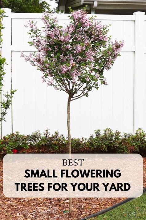 Discover the best small flowering trees that transform any yard into a picturesque retreat. These compact varieties offer vibrant blooms and manageable growth, making them perfect for adding color and charm to smaller landscapes or as elegant accents in larger spaces. Take a look at these beautiful trees now or save this pin for later to help you find the perfect small flowering tree for your needs! Small Front Yard Landscaping Flowers, Trees For Small Front Yards, Garden Bushes Ideas, Small Tree Landscaping Ideas, Cherry Tree Front Yard, Best Trees For Small Backyard, Small Decorative Trees For Landscaping, Small Blooming Trees, Small Tree For Flower Bed