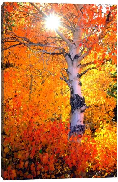 Canvas Artwork by Christopher Talbot Frank | iCanvas California Autumn, Tree In Autumn, Aspen Tree, Nevada Mountains, Sierra Nevada Mountains, Aspen Trees, Autumn Scenes, Tree Photography, Autumn Scenery