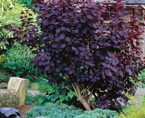 • Name: Purple smoke bushes (Cotinus coggygria cvs.) • Zones: 5 to 9 • Conditions: Full sun to partial shade; average soil • Seasonal bonus: The new foliage glows as it emerges and ripens into a deep burgundy. Purple Shrubs, Hydrangea Paniculata Grandiflora, Landscape Front Yard, Low Maintenance Landscape, Hydrangea Paniculata, Low Maintenance Landscaping, Garden Shrubs, Fine Gardening, Foliage Plants