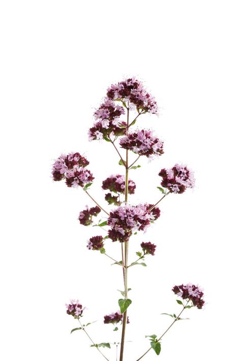 Wild Marjoram (Origanum vulgare) - 08774CS-U - Dieter Heinemann/Westend61 Marjoram Flower, Wild Marjoram, Playlist Pics, Origanum Vulgare, Plant Styling, Marjoram, Spotify Playlist, Garden Flowers, Aphrodite