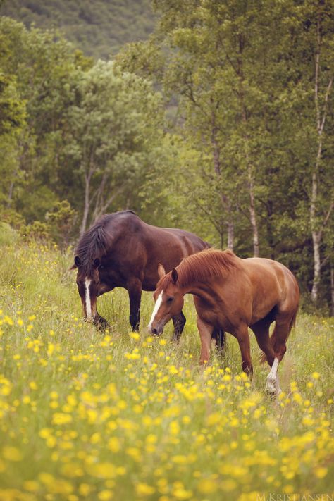 . Horse Country, Brown Horse, All The Pretty Horses, Country Scenes, Animal Totems, Pretty Horses, Horse Farms, Horse Pictures, Horse Love