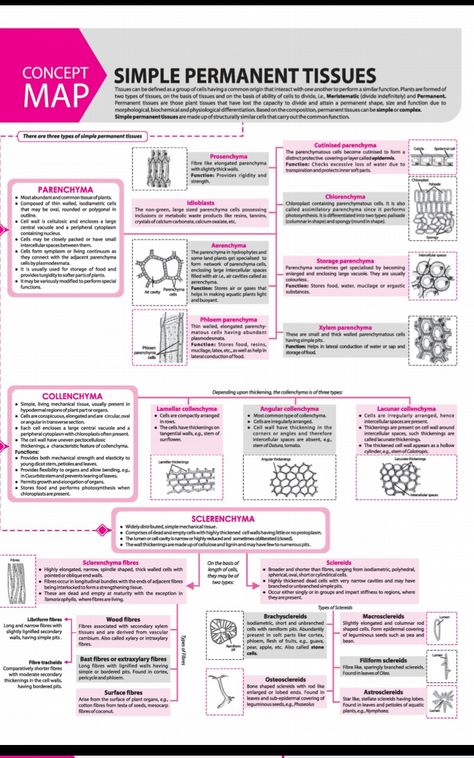 Plant Anatomy Notes, Plant Tissue Biology Notes, Notes Ideas Study, Botany Notes, Science Flashcards, Tissue Biology, Neet Notes, Biology Plants, Concept Maps